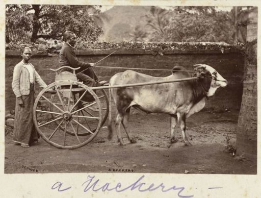 Single-occupancy carriage drawn by an ox