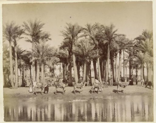 Caravan with laden camels along a palm garden by a body of water
