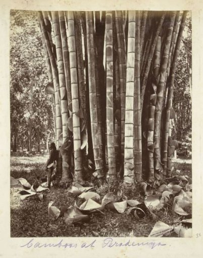 Bamboo Forest in the Botanical Garden of Kandy