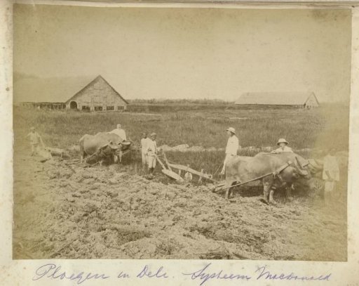 Ploughs drawn by oxen