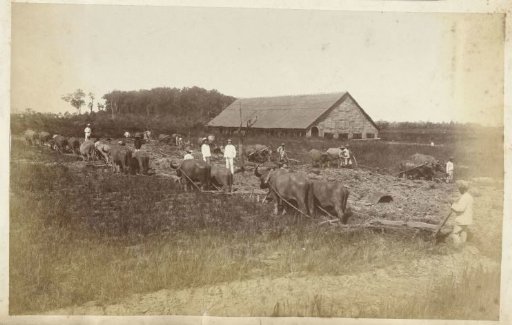Ploughs drawn by oxen