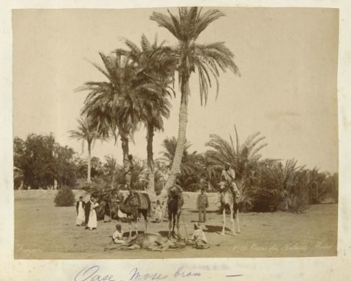 Caravan at an oasis