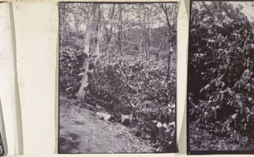 Flowering of a coffee bush