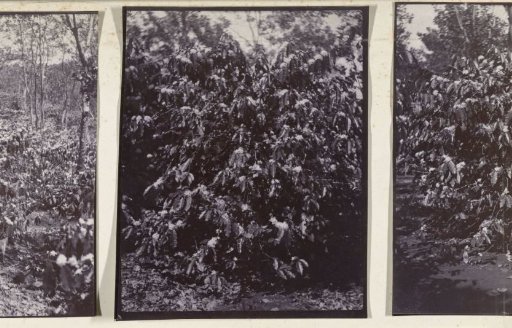 Coffee gardens of Silo Sanen