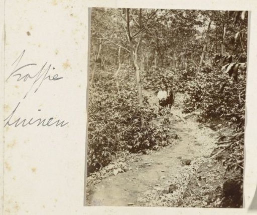 Man leading a horse between coffee bushes