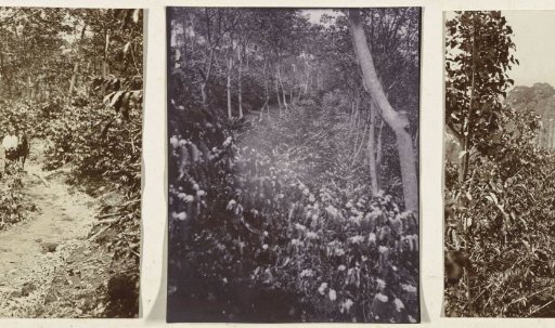 Forest view near the coffee plantation of Silo Sanen