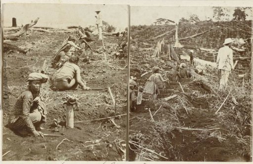 Indonesian field workers planting coffee plants in a field