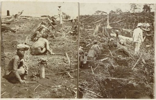 Indonesian field workers planting coffee plants in a field