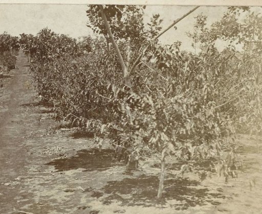 Coffee field on plantation Silo Sanen