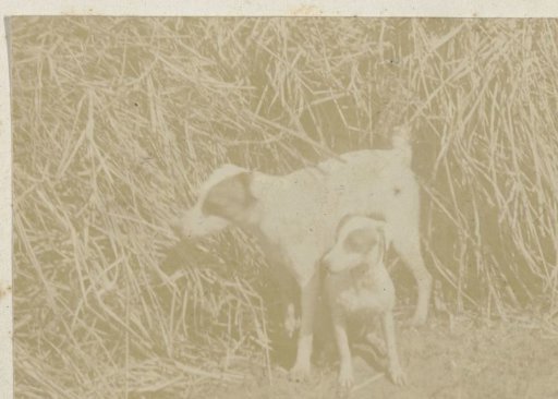 Portrait of two dogs by a reed field