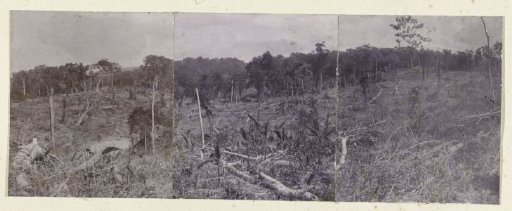 Panoramic landscape with extensive logging