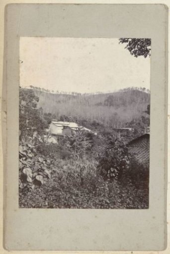 Woven huts in a forest landscape in Indonesia