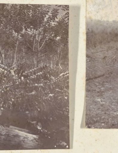 Coffee plants on the Silo Sanen plantation
