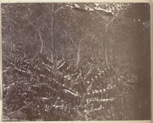 Coffee plants on the Silo Sanen plantation