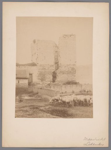 Sheep at the Ruins of Lichtenberg Castle at Maastricht