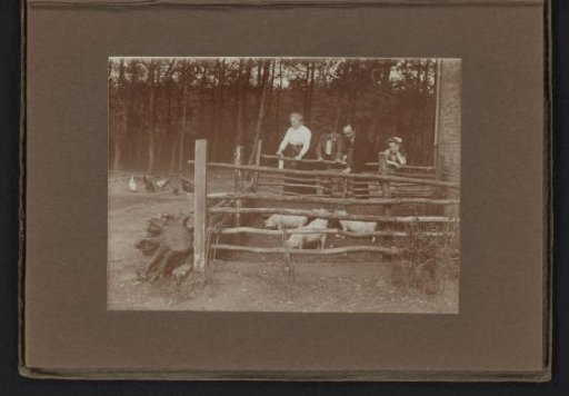 Unknown Persons with Pigs on a Farm