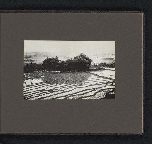 View of rice fields