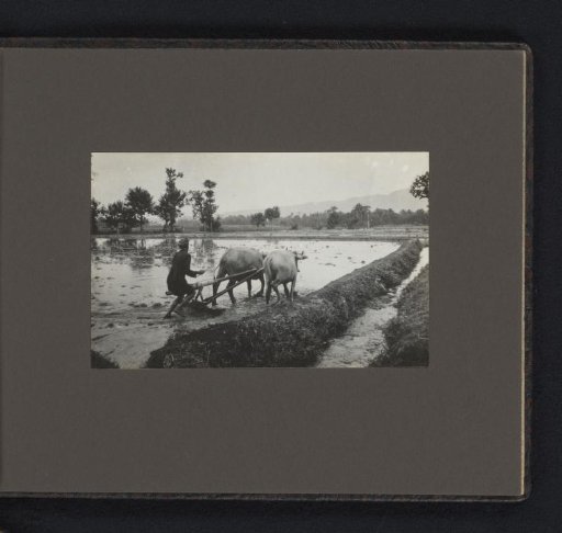 Man ploughing the rice fields with two oxen