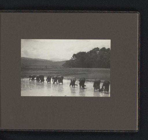 Women planting rice