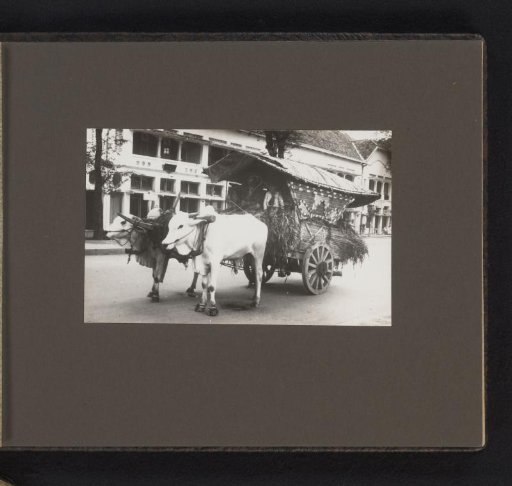 Ox cart on the street