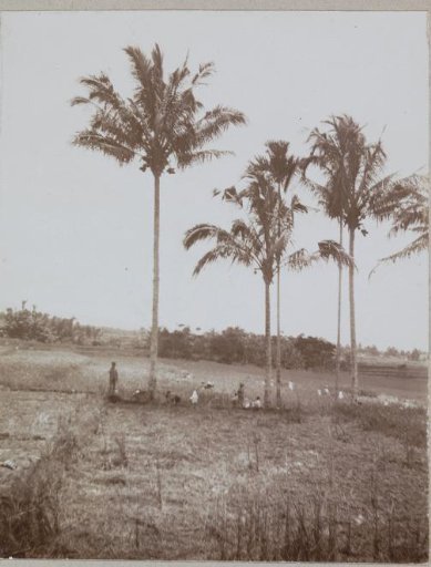 Cut field, Dutch East Indies