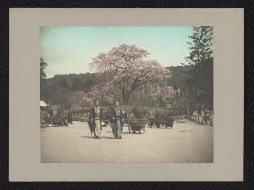 Park with Cherry Trees and Japanese People, Kyoto