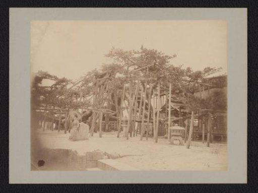 Sacred Tree near Lake Biwa, Japan