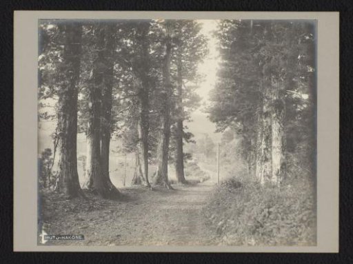 Path between trees, Hakone