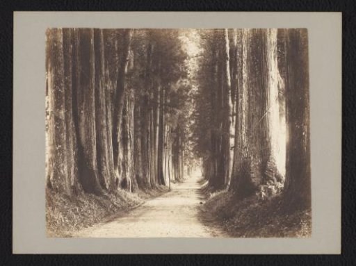 Cryptomeria avenue, Nikko