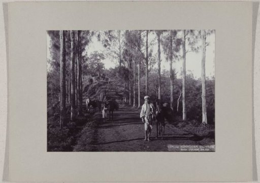 Boys with horses on a road in Tosari, Tengger Mountains, Java, Dutch East Indies