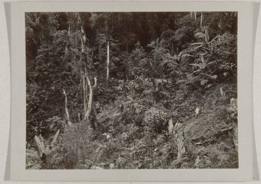 Mountainside in the primeval forest