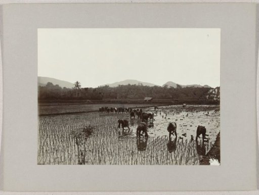 Sawah with rice planters, Dutch East Indies