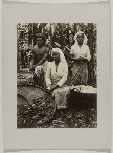 Cotton pickers on a plantation in Java