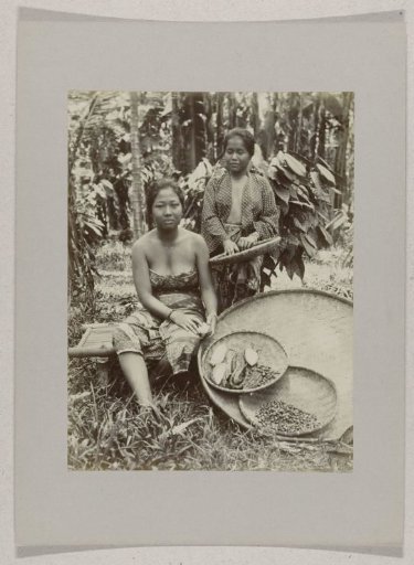 Women shelling cocoa in Buitenzorg