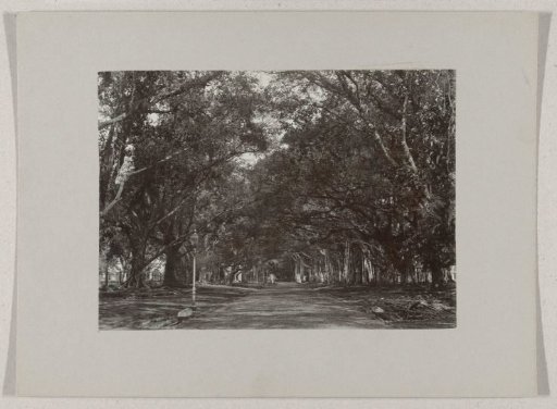 The Waringinlaan in the botanical garden in Buitenzorg