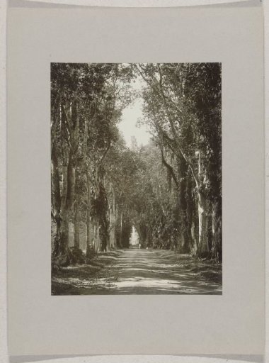 Kenarilaan in the botanical garden in Buitenzorg