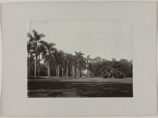 Avenue with royal palms in the botanical garden in Buitenzorg