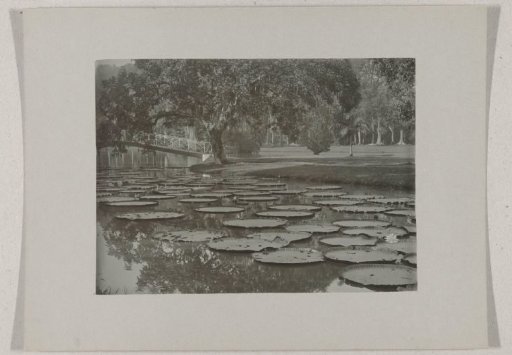 The Victoria Regia pond in the botanical garden in Buitenzorg