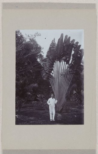 Portrait of a man by a palm tree in the Dutch East Indies