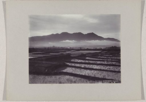 Rice fields near the Goentoer, near Garoet, Dutch East Indies