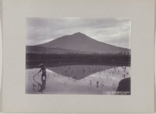 Man in a rice field near the Tjikoerai (Goentoer) volcano at Garoet, Dutch East Indies