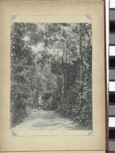 Forest path in French Indochina