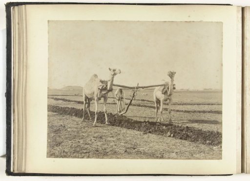 Two Dromedaries Before a Plow