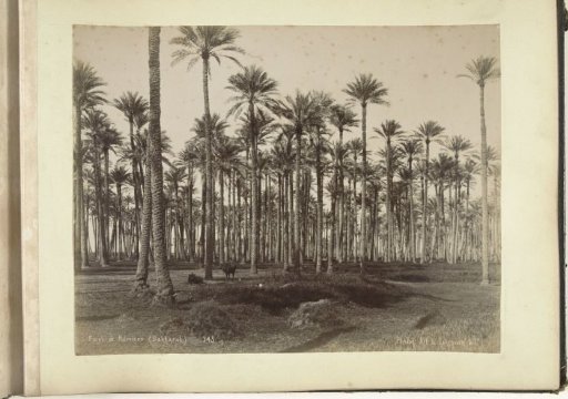 Cattle among palm trees