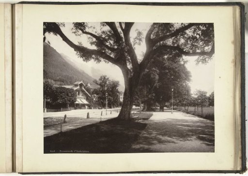 Walking path with large trees at Interlaken