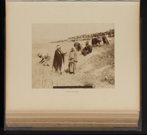 People in a Wheat Field Near Bethlehem