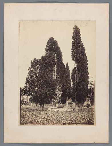 Tree Study, in Rome