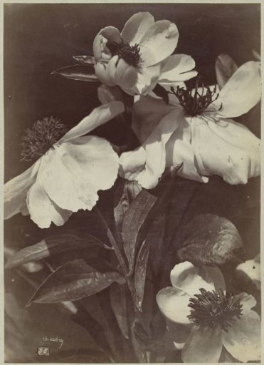 Still life with peonies