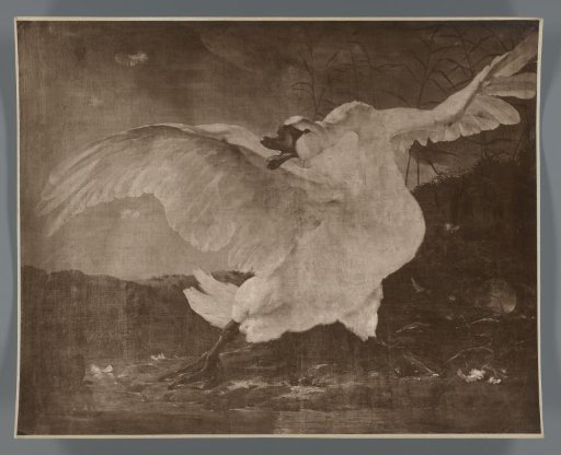 Photographic reproduction of the painting The Threatened Swan by Jan Asselijn