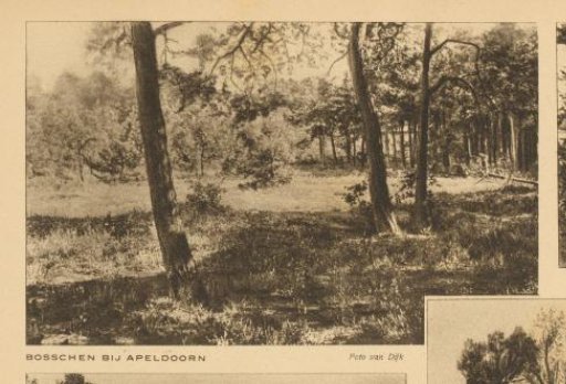 View of a forest near Apeldoorn
